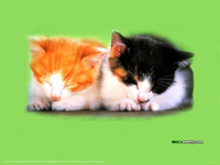 des chat
